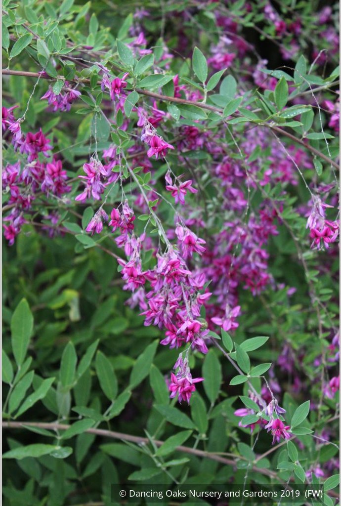 Shrubs ~ Lespedeza thunbergii 'Spring Grove', Bush Clover ~ Dancing Oaks Nursery and Gardens ~ Retail Nursery ~ Mail Order Nursery
