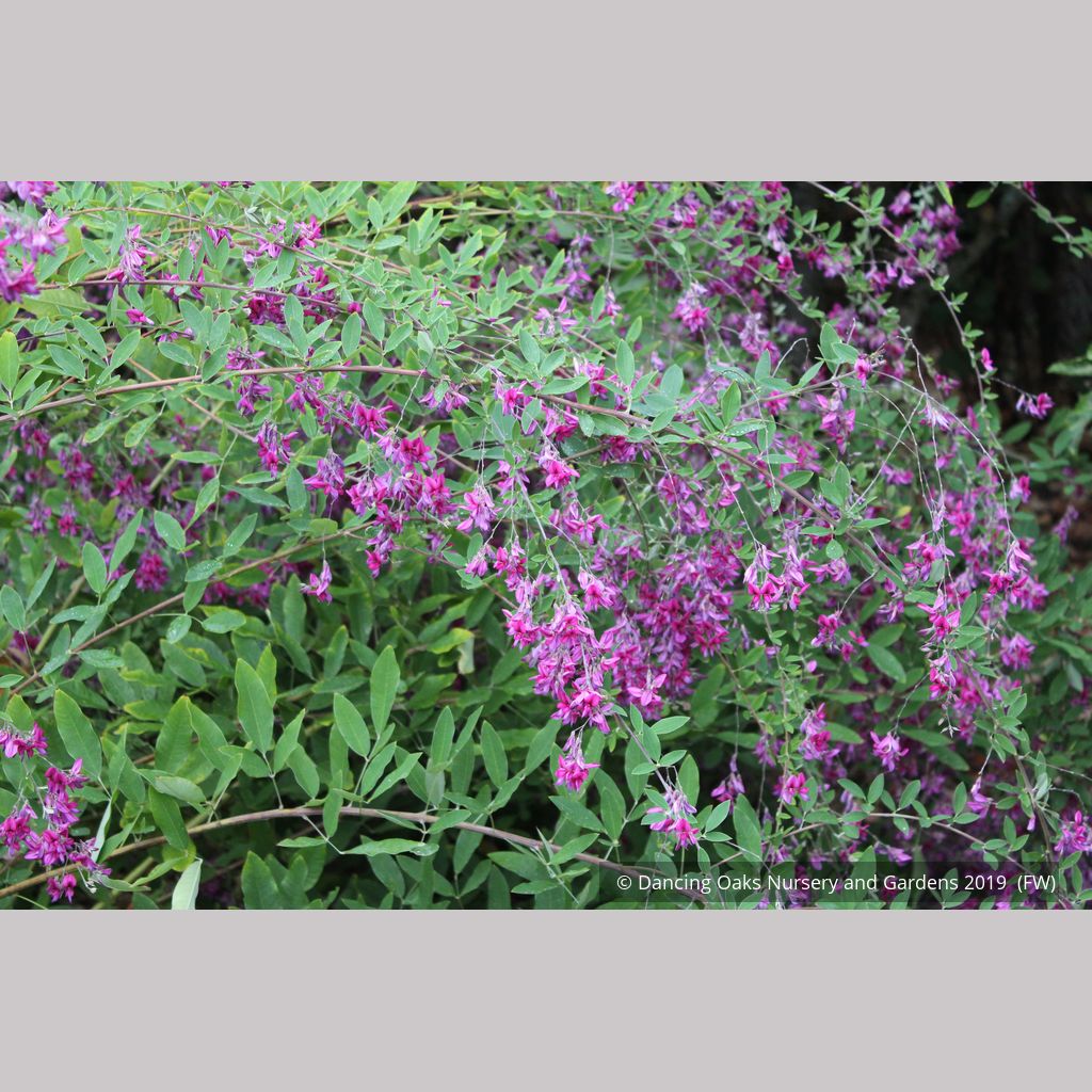 Shrubs ~ Lespedeza thunbergii 'Spring Grove', Bush Clover ~ Dancing Oaks Nursery and Gardens ~ Retail Nursery ~ Mail Order Nursery