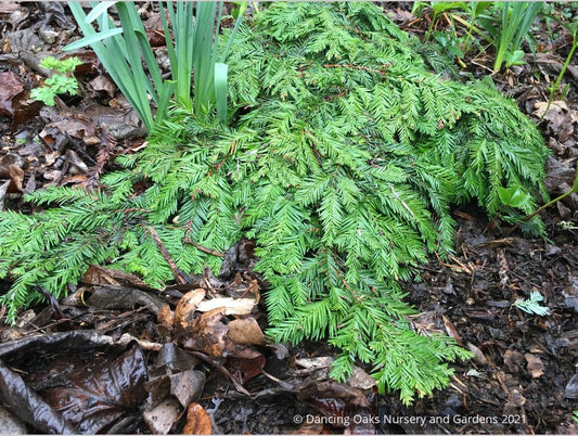 Shrubs ~ Sequoia sempervirens 'Kelly's Prostrate', Dwarf Coast Redwood ~ Dancing Oaks Nursery and Gardens ~ Retail Nursery ~ Mail Order Nursery