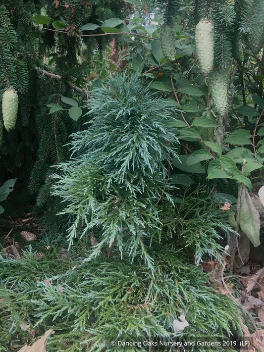 Shrubs ~ Sequoiadendron gigantea 'Little Stan', Dwarf Giant Redwood ~ Dancing Oaks Nursery and Gardens ~ Retail Nursery ~ Mail Order Nursery