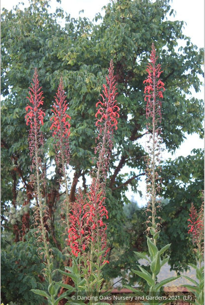 Perennials ~ Lobelia tupa, Chilean Lobelia or Devil's Tobacco ~ Dancing Oaks Nursery and Gardens ~ Retail Nursery ~ Mail Order Nursery