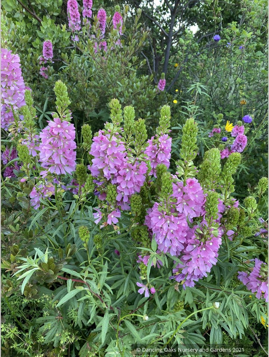 Perennials ~ Sidalcea cusickii, Cusick's CheckerMallow ~ Dancing Oaks Nursery and Gardens ~ Retail Nursery ~ Mail Order Nursery
