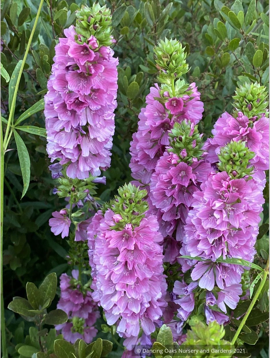Perennials ~ Sidalcea cusickii, Cusick's CheckerMallow ~ Dancing Oaks Nursery and Gardens ~ Retail Nursery ~ Mail Order Nursery