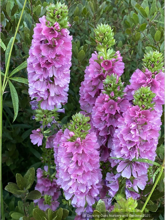 Perennials ~ Sidalcea cusickii, Cusick's CheckerMallow ~ Dancing Oaks Nursery and Gardens ~ Retail Nursery ~ Mail Order Nursery