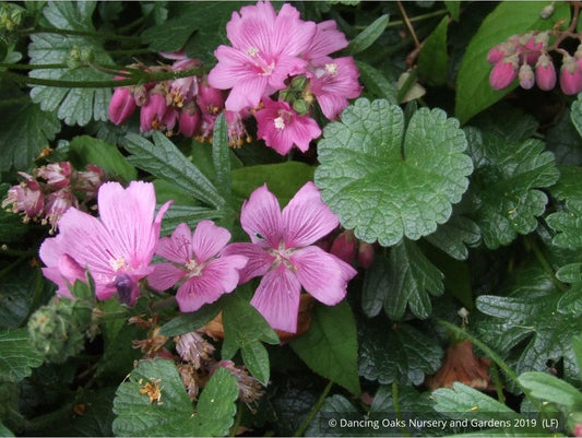 Perennials ~ Sidalcea malviflora 'Palustre', False Mallow ~ Dancing Oaks Nursery and Gardens ~ Retail Nursery ~ Mail Order Nursery