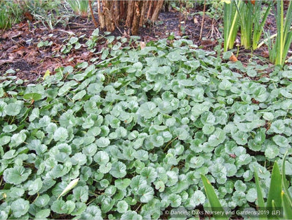 Perennials ~ Sidalcea malviflora 'Palustre', False Mallow ~ Dancing Oaks Nursery and Gardens ~ Retail Nursery ~ Mail Order Nursery