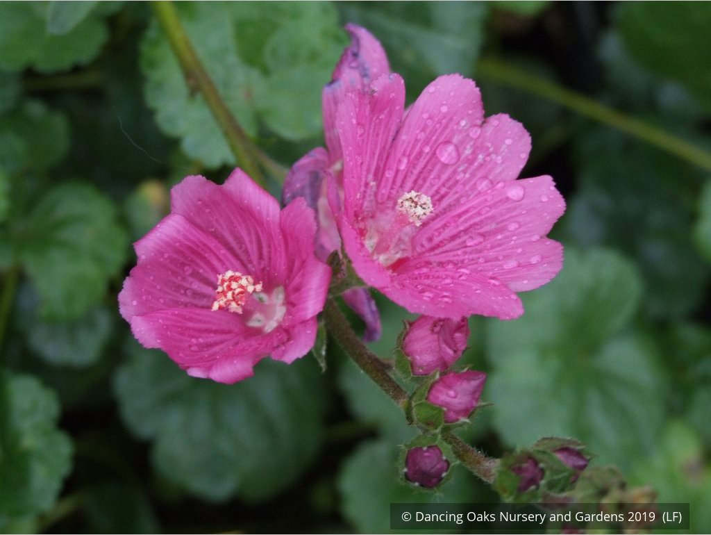 Perennials ~ Sidalcea malviflora 'Palustre', False Mallow ~ Dancing Oaks Nursery and Gardens ~ Retail Nursery ~ Mail Order Nursery