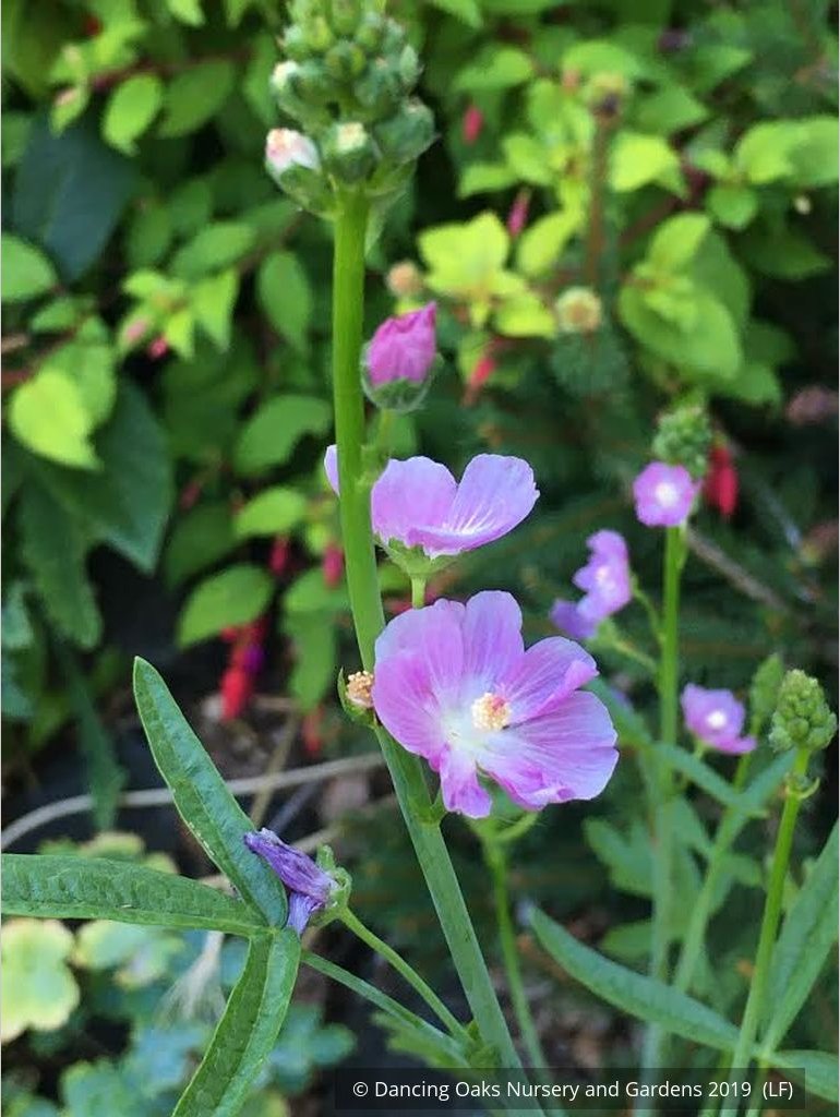 Perennials ~ Sidalcea oregana, Oregon Checker Mallow ~ Dancing Oaks Nursery and Gardens ~ Retail Nursery ~ Mail Order Nursery