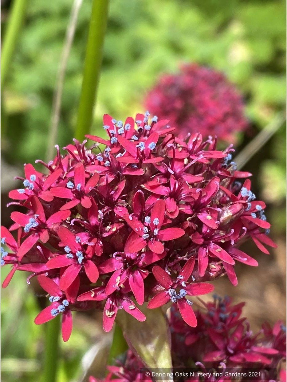 Silene asterias, Catchfly/Campion/Cherry Drumsticks