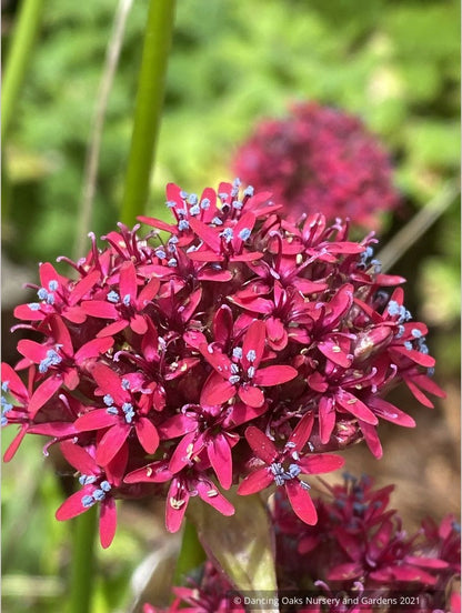 Silene asterias, Catchfly/Campion/Cherry Drumsticks