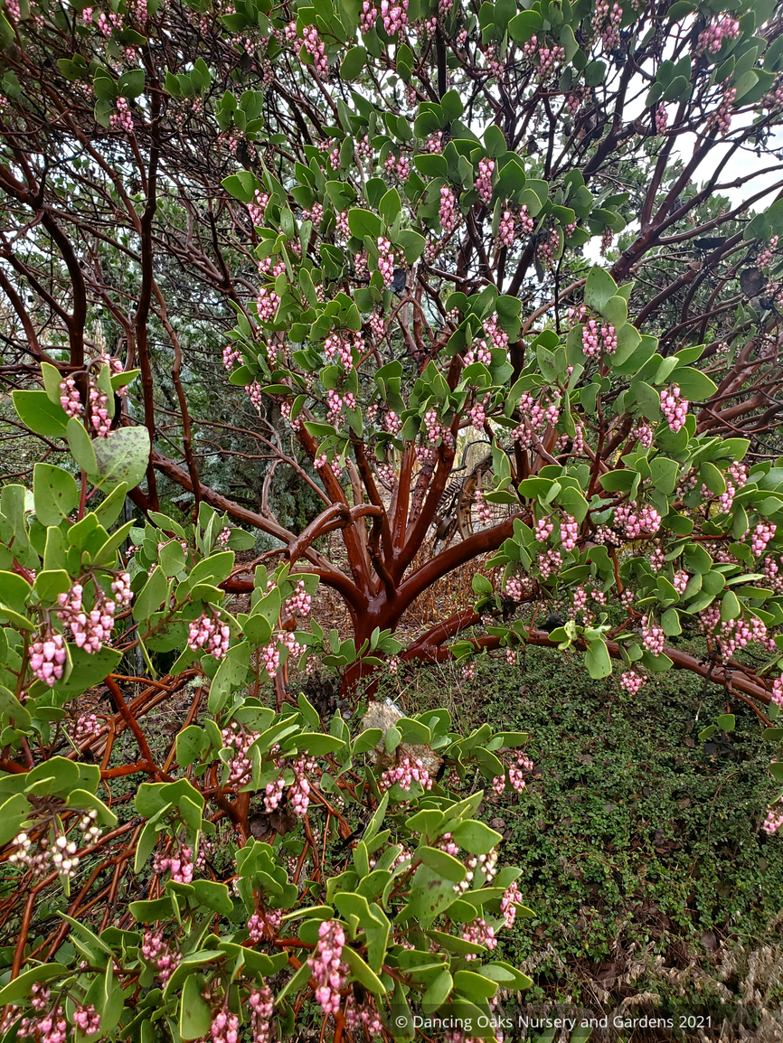 Shrubs ~ Arctostaphylos patula 'Siskiyou Pink', Manzanita ~ Dancing Oaks Nursery and Gardens ~ Retail Nursery ~ Mail Order Nursery