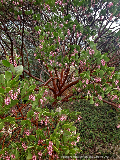 Shrubs ~ Arctostaphylos patula 'Siskiyou Pink', Manzanita ~ Dancing Oaks Nursery and Gardens ~ Retail Nursery ~ Mail Order Nursery