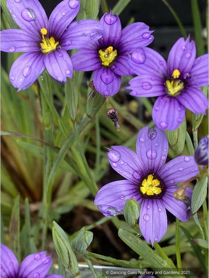 Sisyrinchium 'E.K. Balls', Blue-Eyed Grass