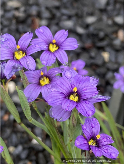 Sisyrinchium 'E.K. Balls', Blue-Eyed Grass