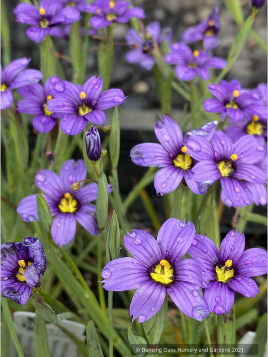 Sisyrinchium 'E.K. Balls', Blue-Eyed Grass