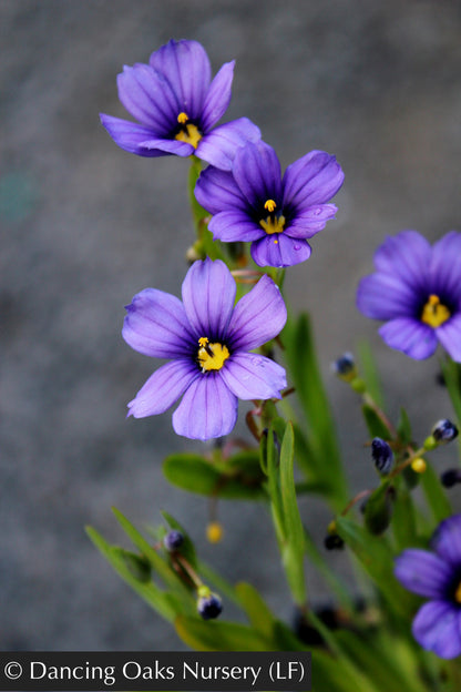 Grasses ~ Sisyrinchium 'Rocky Point', Blue-Eyed Grass ~ Dancing Oaks Nursery and Gardens ~ Retail Nursery ~ Mail Order Nursery