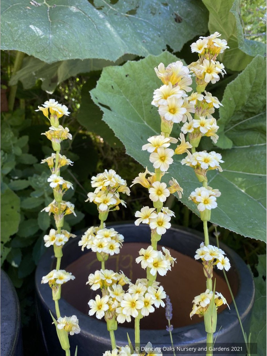Sisyrinchium striatum, Yellow-Eyed Grass or Satin Flower