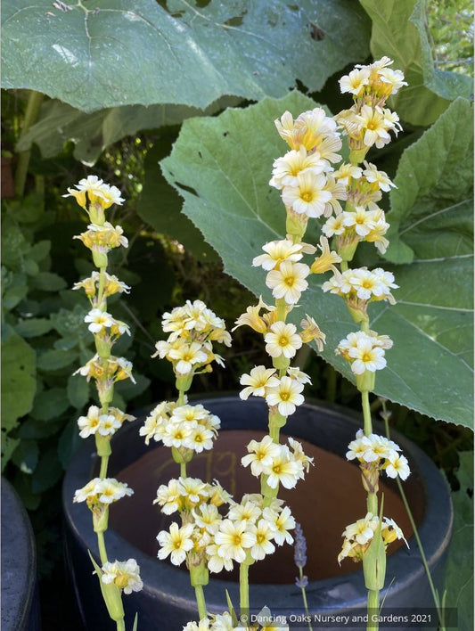 Sisyrinchium striatum, Yellow-Eyed Grass or Satin Flower