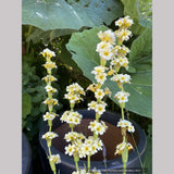 Sisyrinchium striatum, Yellow-Eyed Grass or Satin Flower
