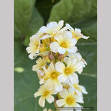 Sisyrinchium striatum, Yellow-Eyed Grass or Satin Flower