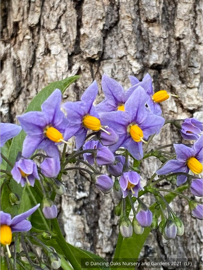 Vines ~ Solanum crispum 'Glasnevin', Chilean Potato Vine ~ Dancing Oaks Nursery and Gardens ~ Retail Nursery ~ Mail Order Nursery