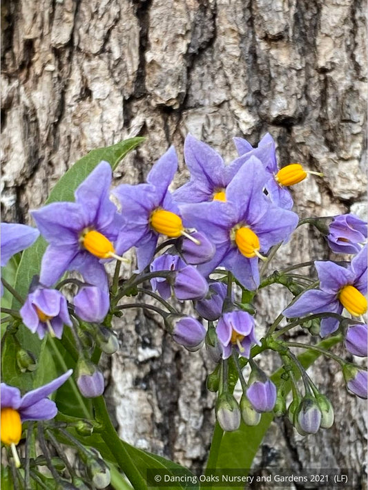 Vines ~ Solanum crispum 'Glasnevin', Chilean Potato Vine ~ Dancing Oaks Nursery and Gardens ~ Retail Nursery ~ Mail Order Nursery