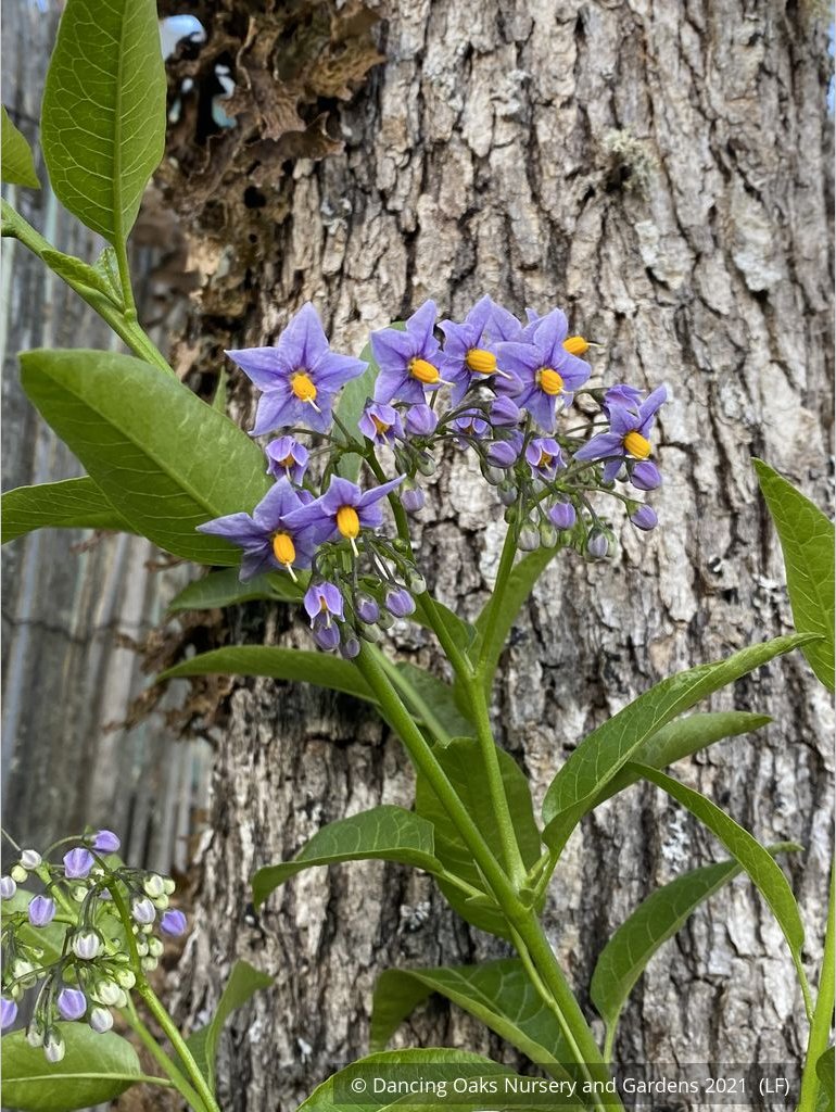 Vines ~ Solanum crispum 'Glasnevin', Chilean Potato Vine ~ Dancing Oaks Nursery and Gardens ~ Retail Nursery ~ Mail Order Nursery