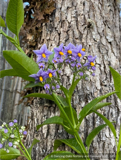 Vines ~ Solanum crispum 'Glasnevin', Chilean Potato Vine ~ Dancing Oaks Nursery and Gardens ~ Retail Nursery ~ Mail Order Nursery