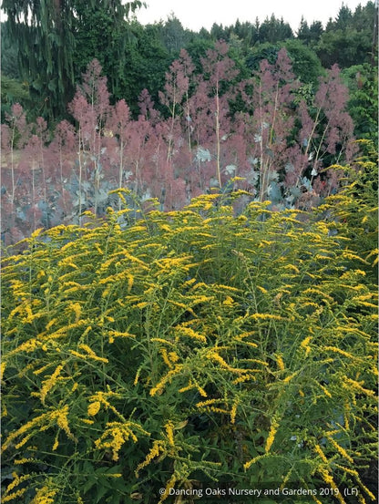 Perennials ~ Solidago rugosa 'Fireworks', Goldenrod ~ Dancing Oaks Nursery and Gardens ~ Retail Nursery ~ Mail Order Nursery