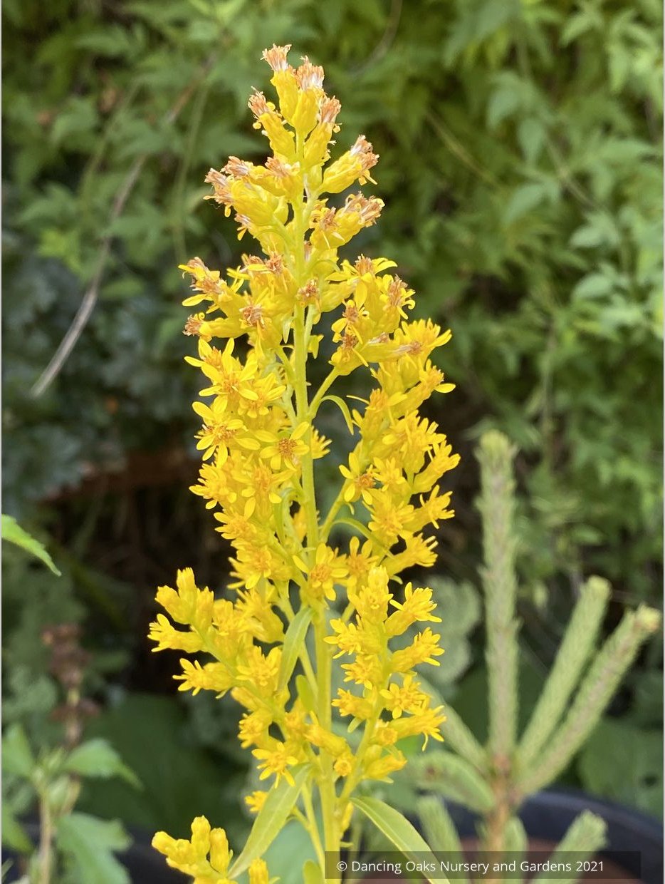 Solidago speciosa, Showy Goldenrod