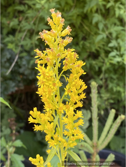 Solidago speciosa, Showy Goldenrod