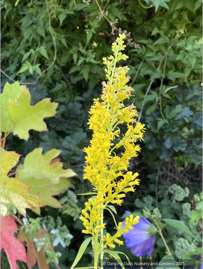 Solidago speciosa, Showy Goldenrod
