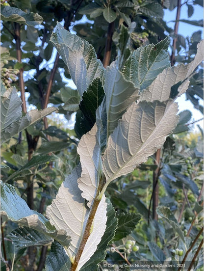Sorbus aria 'Lutescens', Silver Whitebeam