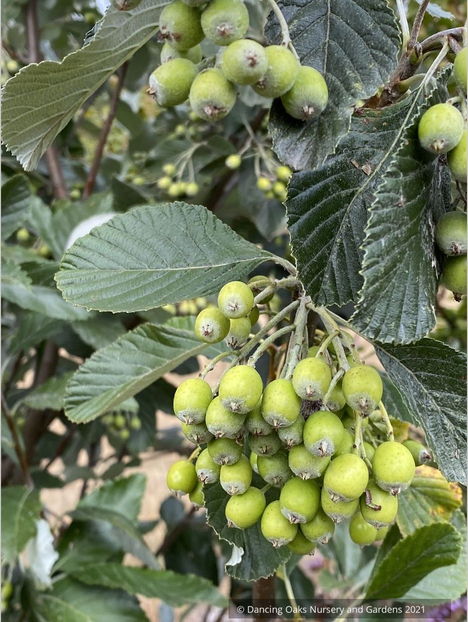 Sorbus aria 'Lutescens', Silver Whitebeam