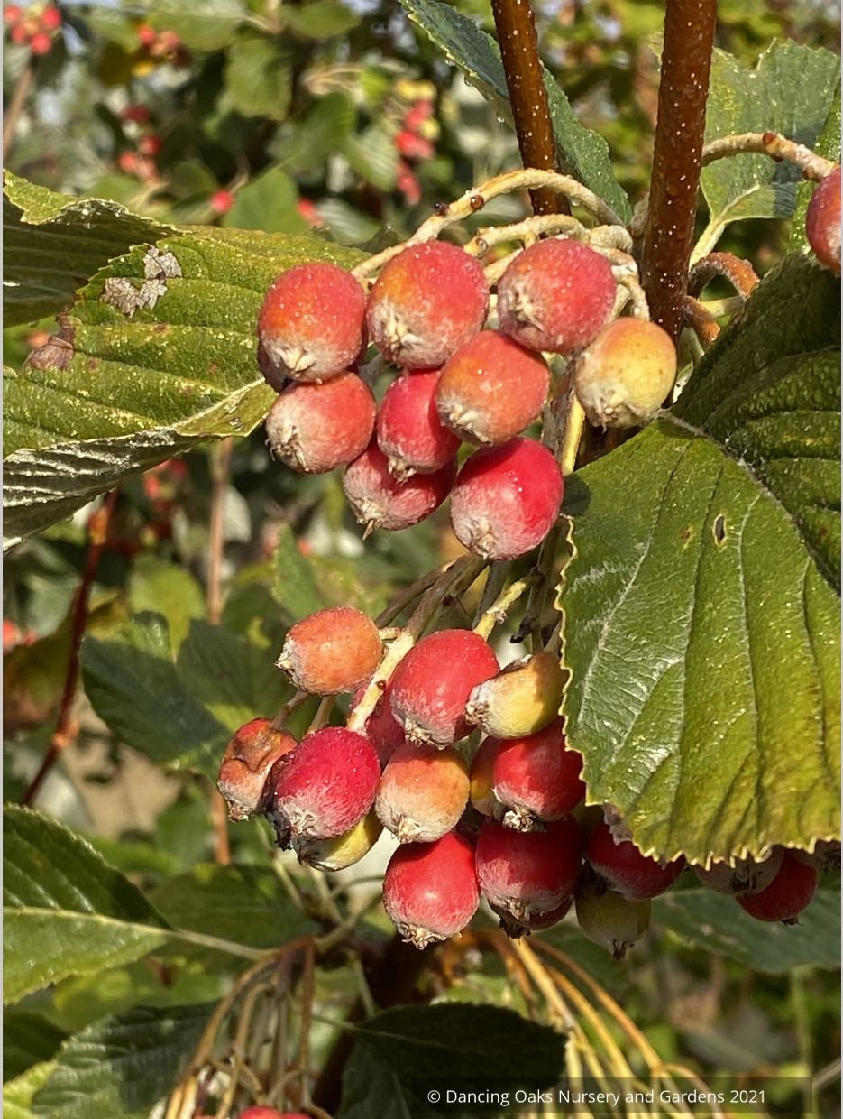 Sorbus aria 'Lutescens', Silver Whitebeam