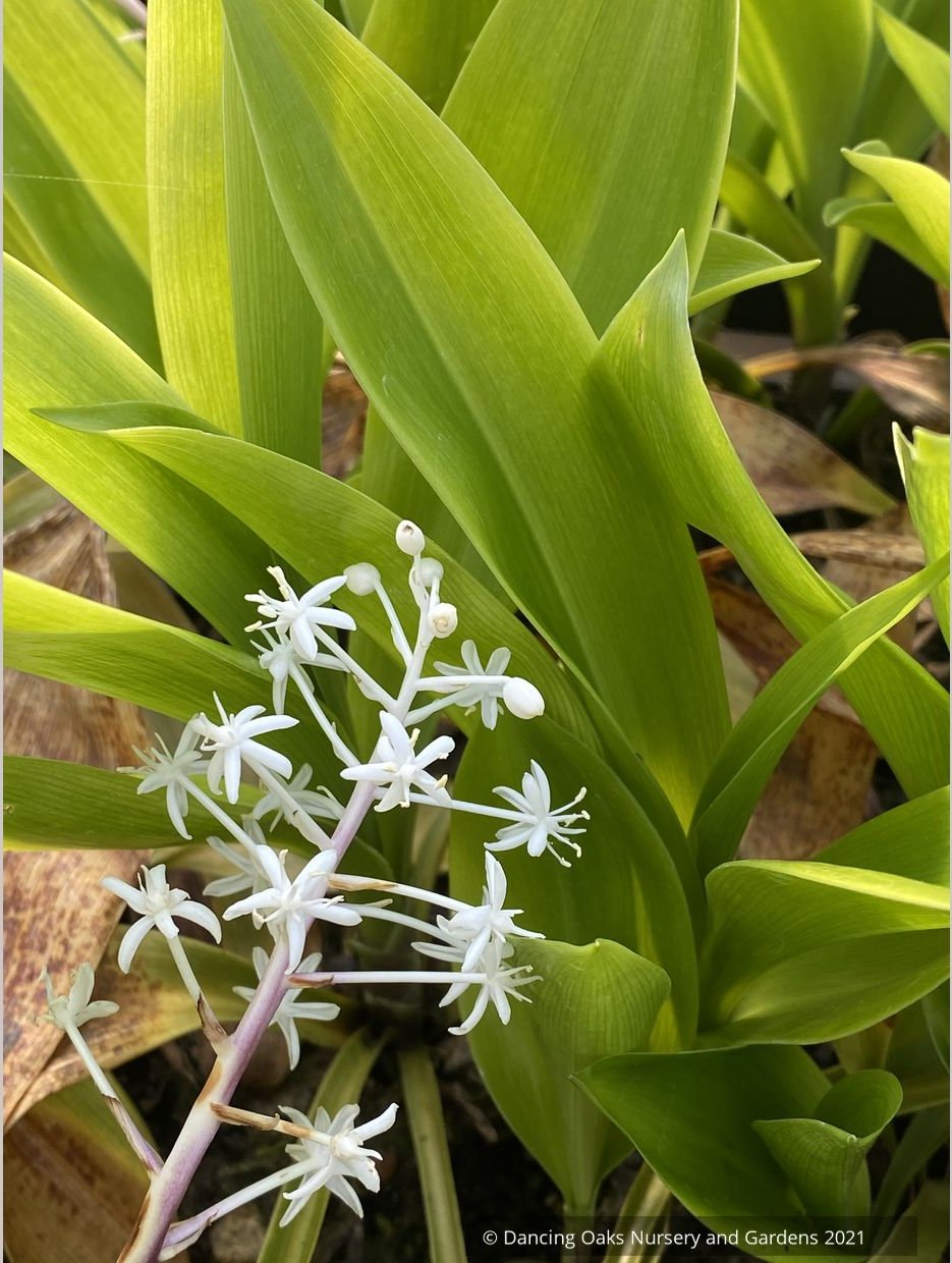 Speirantha convallarioides, False Lily-of-the-Valley