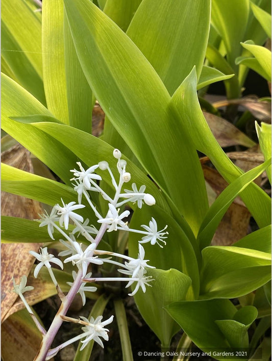 Speirantha convallarioides, False Lily-of-the-Valley