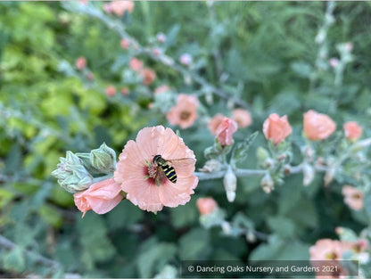 Sphaeralcea 'Childerley', Mallow