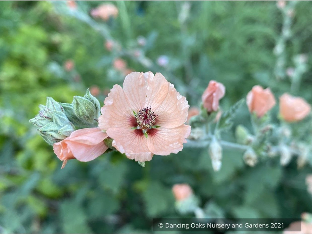 Sphaeralcea 'Childerley', Mallow