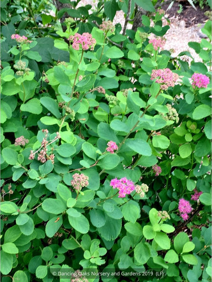 Shrubs ~ Spiraea densiflora (syn. S. splendens), Subalpine Spirea or Rosy Spiraea ~ Dancing Oaks Nursery and Gardens ~ Retail Nursery ~ Mail Order Nursery