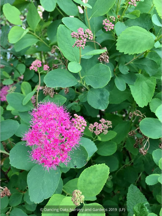 Shrubs ~ Spiraea densiflora (syn. S. splendens), Subalpine Spirea or Rosy Spiraea ~ Dancing Oaks Nursery and Gardens ~ Retail Nursery ~ Mail Order Nursery