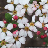 Shrubs ~ Spiraea thunbergii 'Fujino Pink', Pink Thunberg Spirea ~ Dancing Oaks Nursery and Gardens ~ Retail Nursery ~ Mail Order Nursery