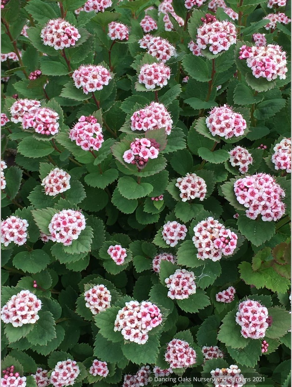 Shrubs ~ Spiraea morrisonicola ~ Dancing Oaks Nursery and Gardens ~ Retail Nursery ~ Mail Order Nursery