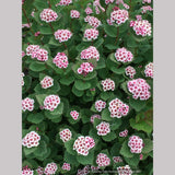 Shrubs ~ Spiraea morrisonicola ~ Dancing Oaks Nursery and Gardens ~ Retail Nursery ~ Mail Order Nursery