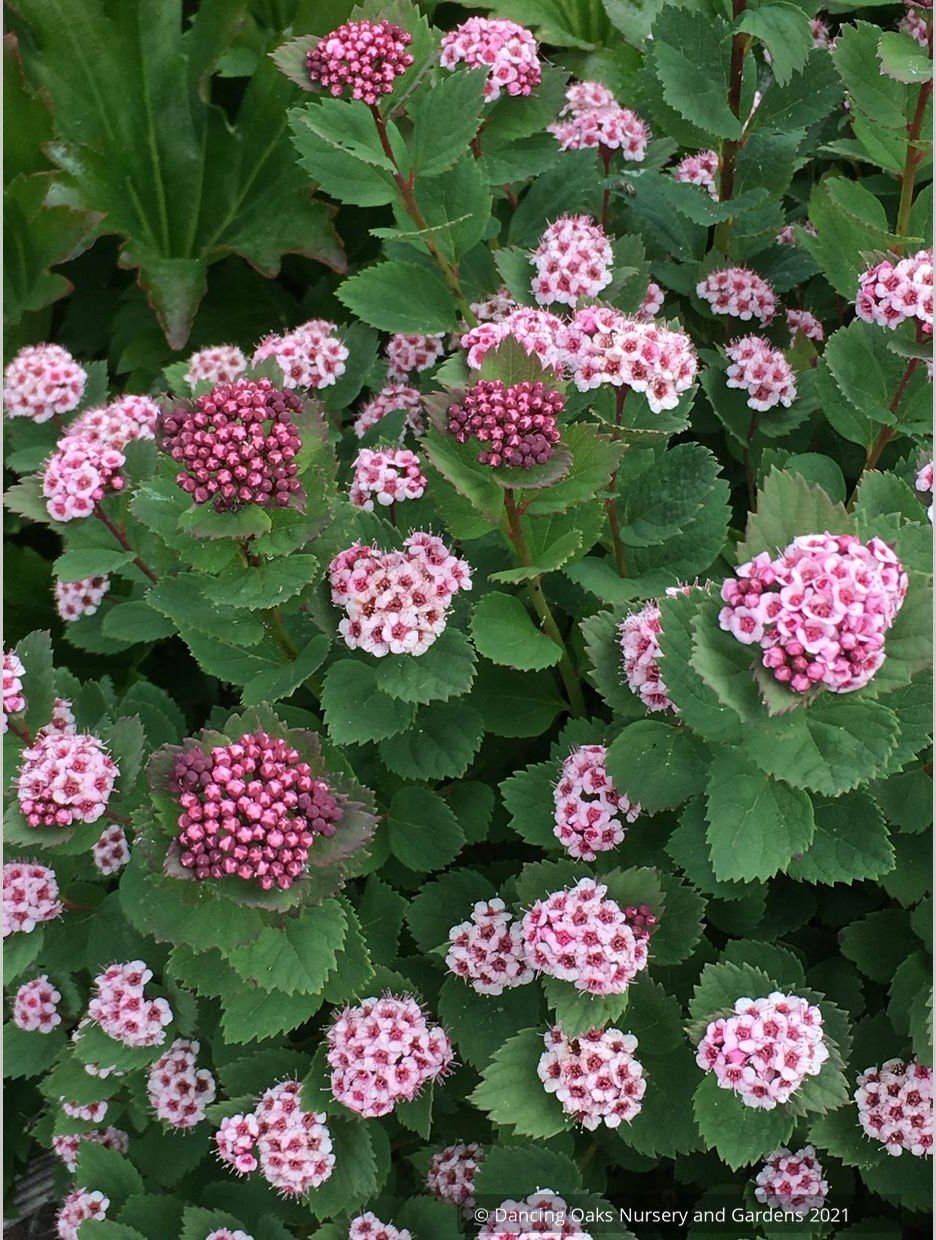Shrubs ~ Spiraea morrisonicola ~ Dancing Oaks Nursery and Gardens ~ Retail Nursery ~ Mail Order Nursery