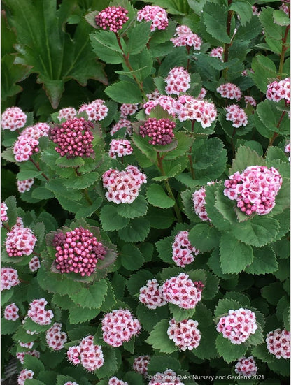 Shrubs ~ Spiraea morrisonicola ~ Dancing Oaks Nursery and Gardens ~ Retail Nursery ~ Mail Order Nursery