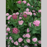 Shrubs ~ Spiraea morrisonicola ~ Dancing Oaks Nursery and Gardens ~ Retail Nursery ~ Mail Order Nursery