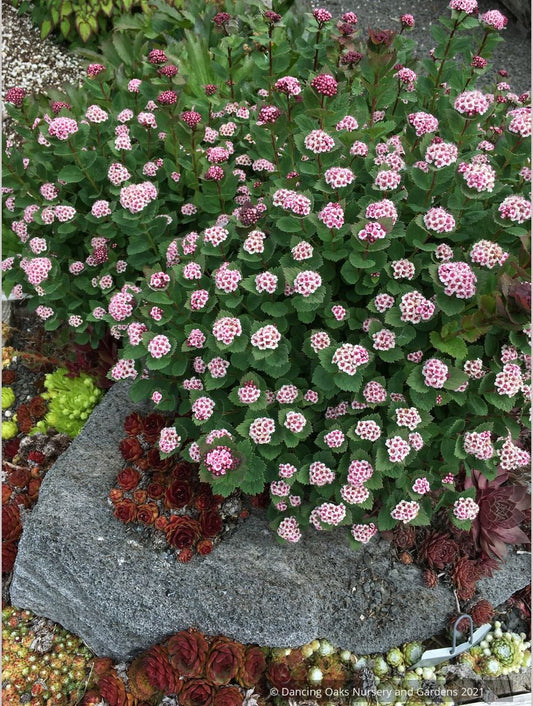 Shrubs ~ Spiraea morrisonicola ~ Dancing Oaks Nursery and Gardens ~ Retail Nursery ~ Mail Order Nursery