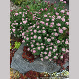 Shrubs ~ Spiraea morrisonicola ~ Dancing Oaks Nursery and Gardens ~ Retail Nursery ~ Mail Order Nursery