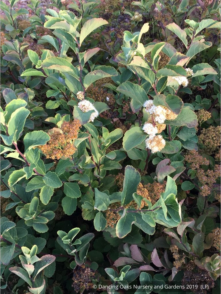 Shrubs ~ Spiraea betulifolia var. lucida, Shinyleaf Spirea ~ Dancing Oaks Nursery and Gardens ~ Retail Nursery ~ Mail Order Nursery